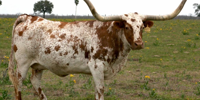 Chapter 13: Longhorn - Campo Meat