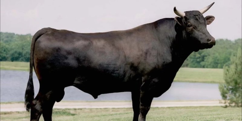 Chapter 3: Wagyu - Campo Meat