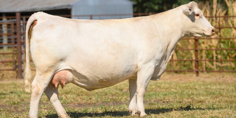 Chapter 6: Charolais - Campo Meat