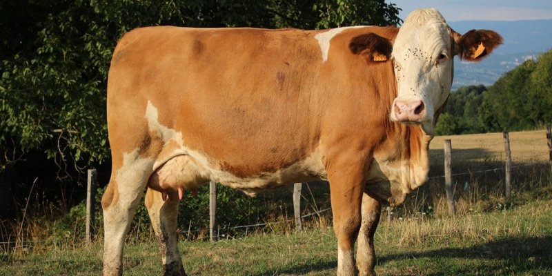 Chapter 8: Simmental - Campo Meat
